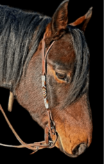Western Bridles Horse Tack Split ear breaded western headstalls leather rawhide (2)