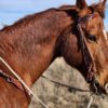antique leather headstall western bridle tooled unique bridle leather horse tack (4)