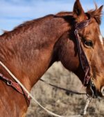 antique leather headstall western bridle tooled unique bridle leather horse tack (4)