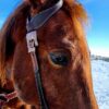 Classic Rose - One Ear Headstall - Short Cheek/Pony Size - view 5