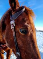 LEather rose gold western headstall bridle classic rose (1)