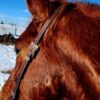 Classic Rose - One Ear Headstall - Short Cheek/Pony Size - view 4