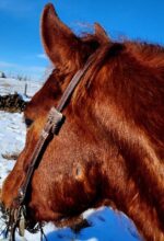 LEather rose gold western headstall bridle classic rose (2)