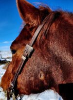 LEather rose gold western headstall bridle classic rose (3)