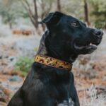 A black dog with short fur and a small white spot on its chest is wearing an ornate, tooled leather dog collar. The dog is sitting outdoors in a natural setting with trees and foliage in the background, looking attentively to the side.