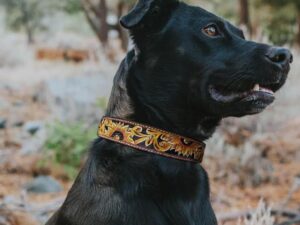 A black dog with short fur and a small white spot on its chest is wearing an ornate, tooled leather dog collar. The dog is sitting outdoors in a natural setting with trees and foliage in the background, looking attentively to the side.