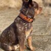 Leather Dog Collar - Brown Eyed Susan