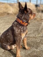 Leather Handmade Dog collars (1)