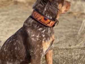 Leather Handmade Dog collars (1)