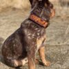 Leather Dog Collar - Brown Eyed Susan - view 4