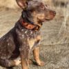 Leather Dog Collar - Brown Eyed Susan - view 3