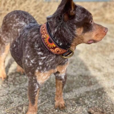 Leather Handmade Dog collars (8)