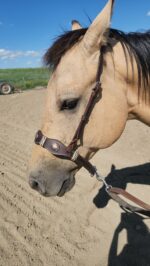 Leather noseband western tiedown leather tiedown noseband with buckstitch western horse tack ranch hand tack (21)