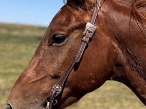 classic rose gold headstall western bridle