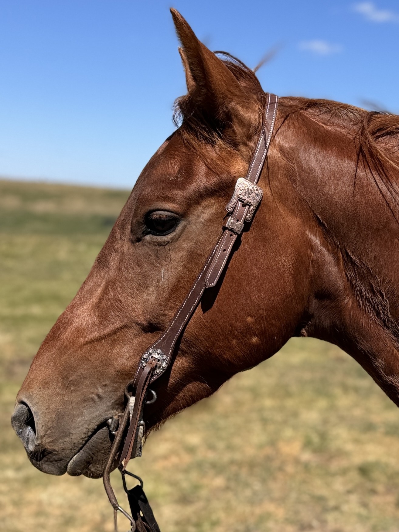 classic rose gold headstall western bridle