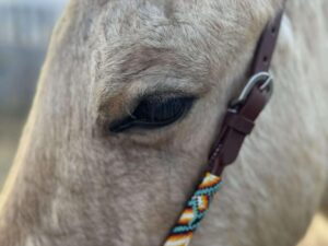 Close-up of a light-colored horse's face focusing on its eye and part of its muzzle. The horse is wearing a colorful, patterned bridle with geometric designs in shades of orange, yellow, blue, and white. The background is blurred.