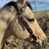 Rancher Rawhide - One Ear Leather Headstall - view 8