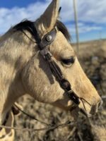 A close-up of a tan horse's profile, showing its head and upper neck against a blurry outdoor background. The horse is wearing a dark brown leather bridle decorated with metal accents while short grass covers the ground. The sky is partly cloudy.