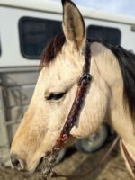 Close-up of a light-colored horse's head wearing a decorated bridle with intricate designs. The horse is facing left, and in the background, there's a trailer with dark windows. The sunlight illuminates the horse's face, highlighting its calm expression.