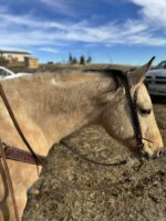 A light brown horse wearing a decorated bridle and reins stands outside on a dry, grassy area with a clear blue sky and a white pickup truck in the background. The horse is facing to the right with its head slightly lowered.