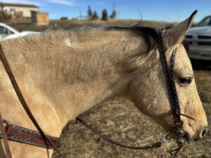 A light brown horse wearing a decorated bridle and reins stands outside on a dry, grassy area with a clear blue sky and a white pickup truck in the background. The horse is facing to the right with its head slightly lowered.