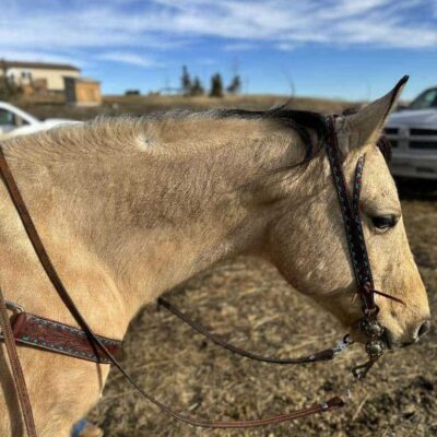 A light brown horse wearing a decorated bridle and reins stands outside on a dry, grassy area with a clear blue sky and a white pickup truck in the background. The horse is facing to the right with its head slightly lowered.