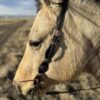 Rancher Rawhide - One Ear Leather Headstall - view 3