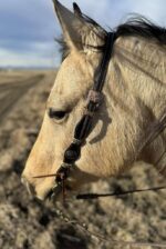 A close-up side view of a light brown horse with a bridle on. The background features a bare dirt field under a cloudy sky, with faint power lines visible in the distance. The horse appears calm and is looking downward.