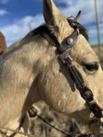 A close-up view of a light brown horse's head, wearing a detailed leather bridle with decorative metal pieces. The background shows a clear blue sky with scattered clouds, and hints of a natural, grassy landscape.