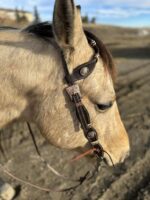 A close-up side view of a light brown horse wearing a bridle with decorative metal accents. The background is an outdoor setting with a dirt path and blurry landscape, indicating an open field or trail area. The sky is partly cloudy with patches of blue visible.