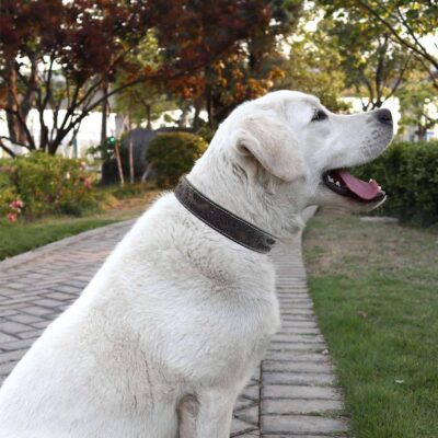 antique sunflower leather dog collar small medium large secure heavy duty dog collars5