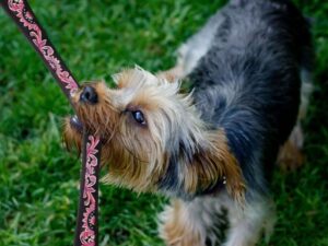 leather dog collars dog leashes dog flowers pink sunflower horse headstall leather buckstitch (41)