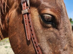 BROWN BUCKSTITCH HEADSTALL