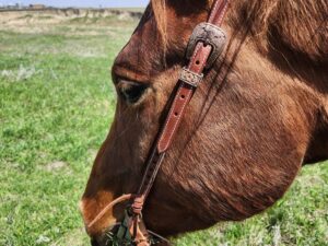 BROWN BUCKSTITCH HEADSTALL