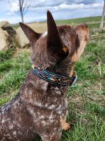 A small brown and white dog wearing a colorful beaded collar sits on green grass, looking up. A rural landscape with a partially cloudy sky and a tree in the background creates a serene atmosphere.