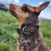 Leather Dog Collar - Navajo Spring - Beaded - view 7
