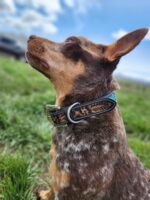 A close-up of a brown and white speckled dog with large ears, sitting on green grass and looking up. The dog is wearing a black collar with colorful patterns. The background is slightly blurred with a blue sky and some clouds.