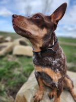 Close-up of a brown and tan Australian Cattle Dog with a speckled coat, sitting on a rock and gazing upwards. The dog is wearing a decorated collar with a backdrop of grassy terrain and a partly cloudy sky.