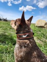 A dog collars western unique dog collars flowers dickehad funny collars for dogs for sale great gift leather cowhide hair on