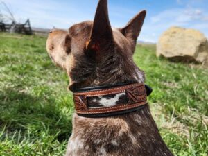 A dog collars western unique dog collars flowers dickehad funny collars for dogs for sale great gift leather cowhide hair on