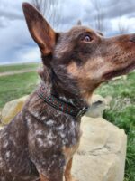 A close-up of a dog with brown fur and white speckles wearing a decorated collar with turquoise studs. The dog is looking off to the side, and its ears are perked up. The background shows a grassy field and a cloudy sky.