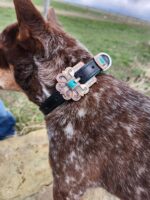 A brown and white dog is seen from behind, wearing a black collar with an ornate decorative piece featuring silver and turquoise accents. The dog is standing on a stone surface, with a grassy field and a cloudy sky in the background.