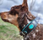 Close-up of a brown dog with perked ears wearing a black and turquoise collar adorned with a large turquoise stone. The dog looks off to the left, and a blurred background of grass and a cloudy sky can be seen.