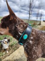 A close-up of a brown dog with a white speckled coat and large ears, wearing a black collar with a turquoise stone. In the background, another small dog with a similar coat pattern is partially visible on a grassy area and rocky path under a cloudy sky.