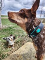 A close-up of a dog with a brown and white speckled coat and pointed ears wearing a turquoise-accented collar, standing on a rock outdoors. In the background, another dog with similar coloring lies in the grass. The sky is cloudy with bare trees visible.