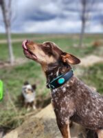 A brown and white speckled dog with a green and black collar licks its nose while standing on a rock. Another dog with similar coloring is visible in the blurred background. The setting appears to be a grassy outdoor area with a cloudy sky.