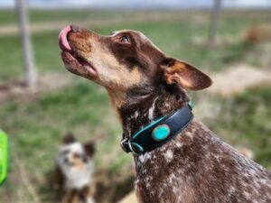 A brown and white speckled dog with a green and black collar licks its nose while standing on a rock. Another dog with similar coloring is visible in the blurred background. The setting appears to be a grassy outdoor area with a cloudy sky.