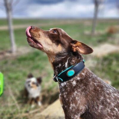 A brown and white speckled dog with a green and black collar licks its nose while standing on a rock. Another dog with similar coloring is visible in the blurred background. The setting appears to be a grassy outdoor area with a cloudy sky.
