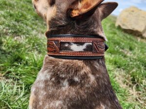 A brown and white dog wearing a detailed leather collar sits on green grass, looking towards the blue sky with white clouds.