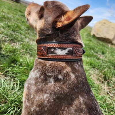 A brown and white dog wearing a detailed leather collar sits on green grass, looking towards the blue sky with white clouds.